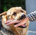 Legal Recourse After a Dog Bite: the Role of Dog Bite Lawyers